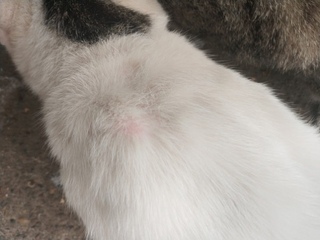 У кота на шее шишка: Лечение шишок на животе и на шее под кожей у кошки