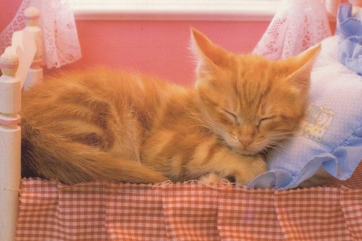 Кот спит под кроватью хозяина