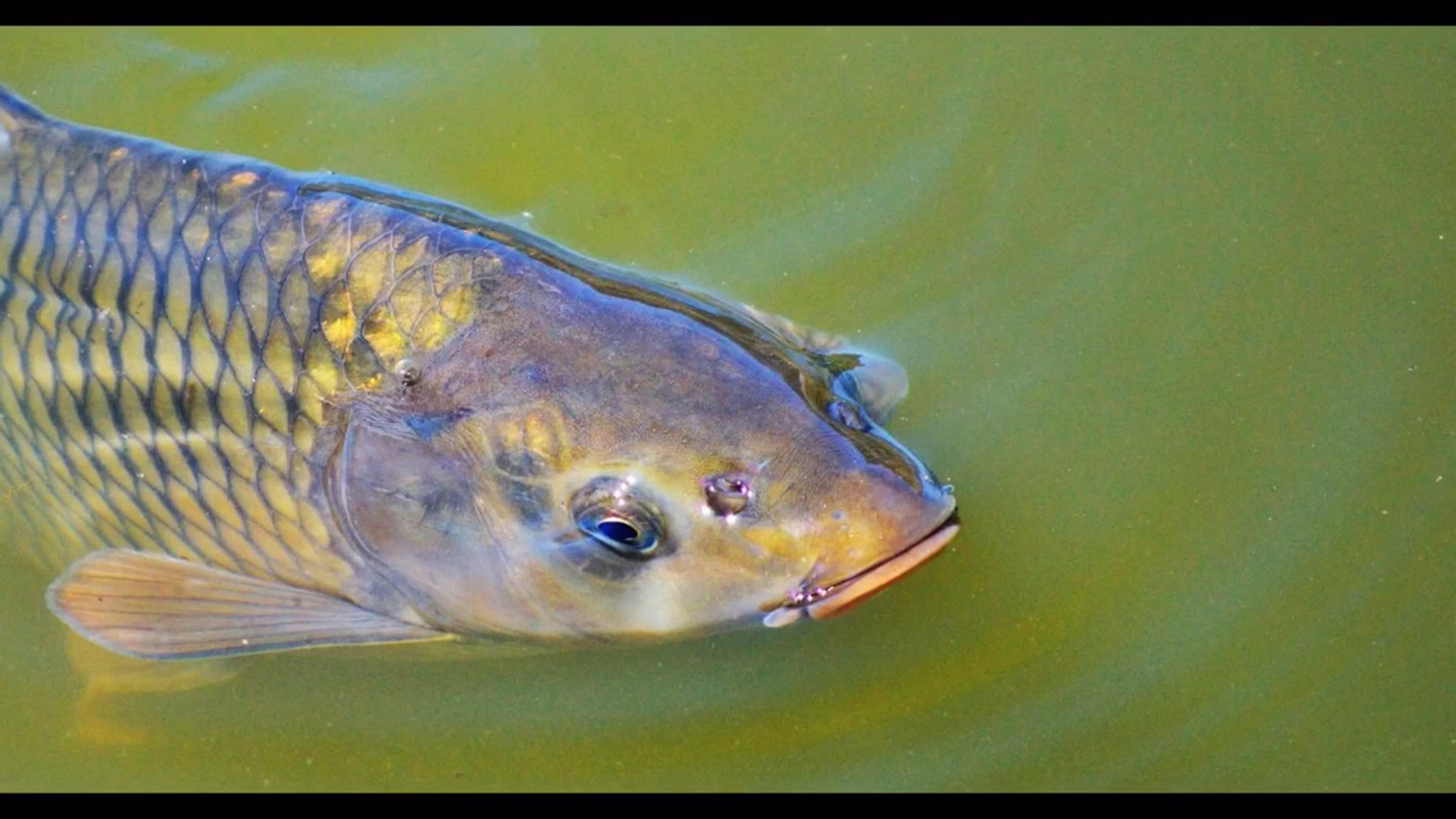 Carp. Горбатый сазан. Сиамский Императорский Карп. Ропшинский Карп. Речная рыба Карп.