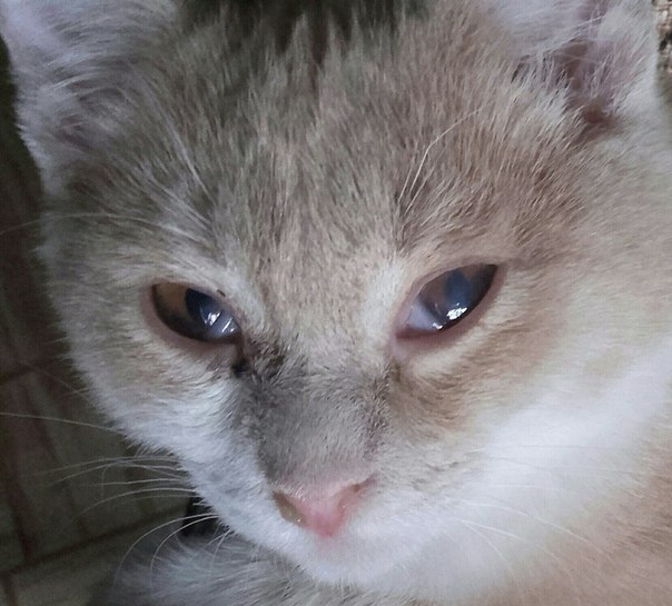 У кота гноятся глаза
