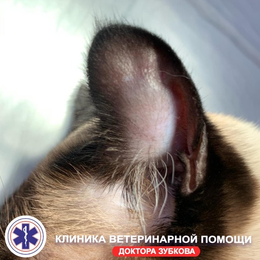 Опухоль у кошки на соске фото