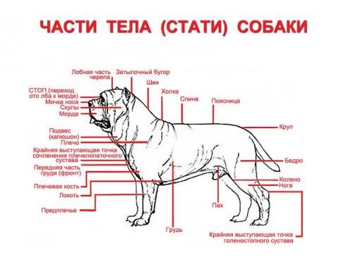 Где у собаки находится круп фото