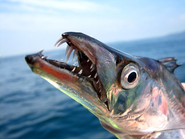 Обыкновенная рыба-сабля