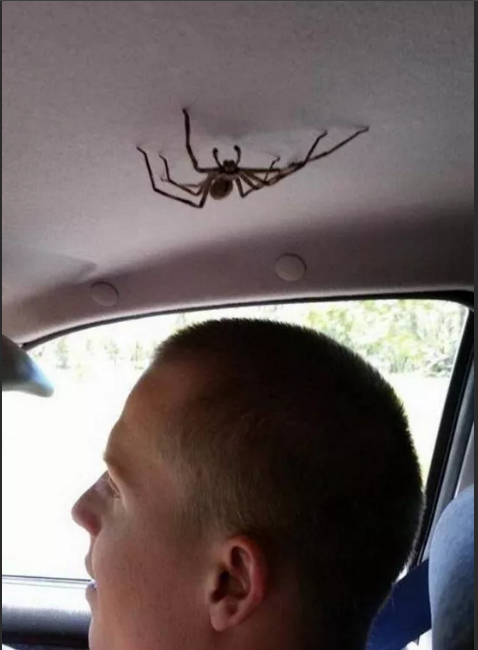 паук в машине над головой