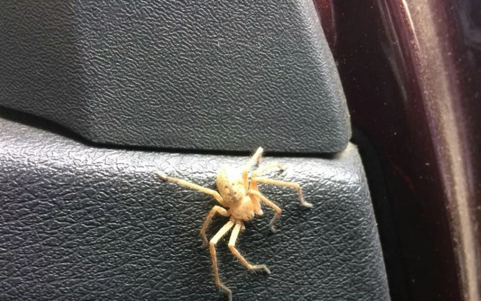 белый паук в машине
