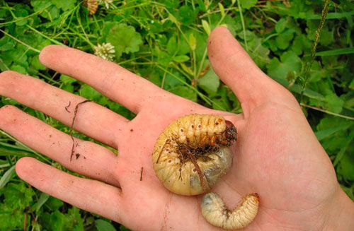 Хрущ – личинка майского жука в огороде