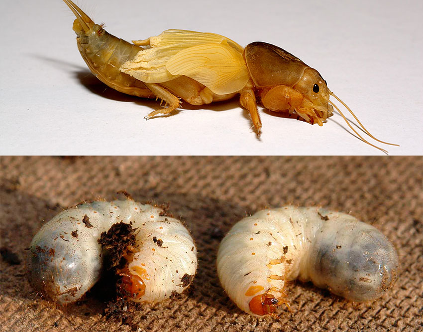 Отличия медведки и личинки майского жука - хруща (фото)