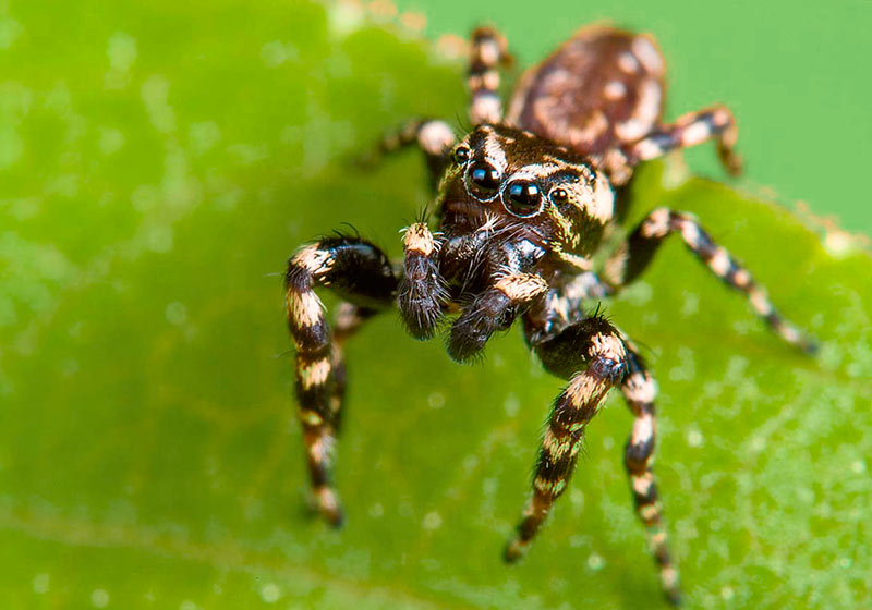 Паук скакун Salticidae