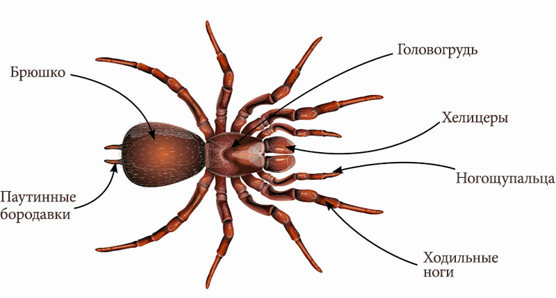 Строение тела паука, внешний вид с описанием