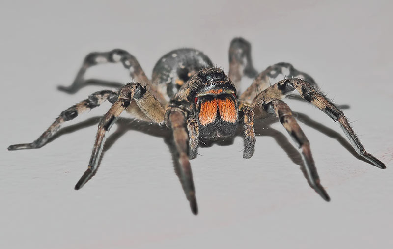Южнорусский тарантул (lycosa singoriensis)