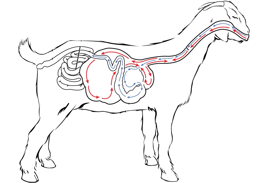 Преджелудки жвачных. Пищеварительная система козы. Пищеварительная система жвачных коз. Система пищеварения у коз. Пищеварительный тракт козы.