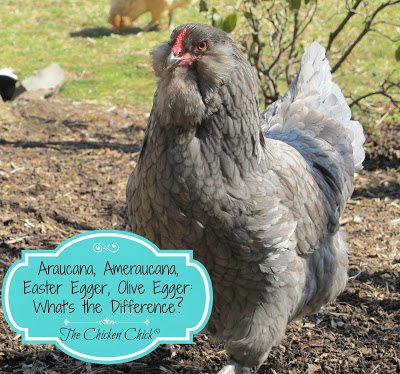  The differences between an Araucana, Ameraucana, Easter Egger,Americana, Rainbow egg Layer, Olive Egger Chickens explained.
