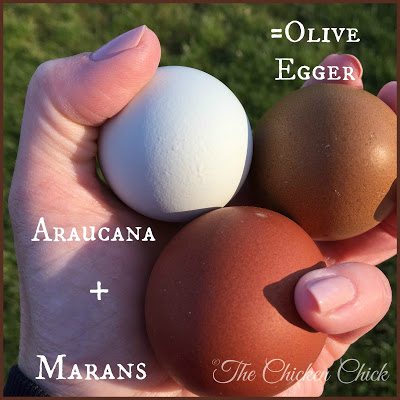 Araucana + Marans = Olive Egger via The Chicken Chick®