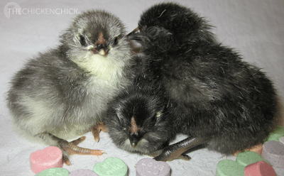 Day old Olive Egger chicks (Black Copper Marans x Ameraucana)