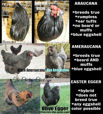 The differences between an Araucana, Ameraucana and an Easter Egger chickens.