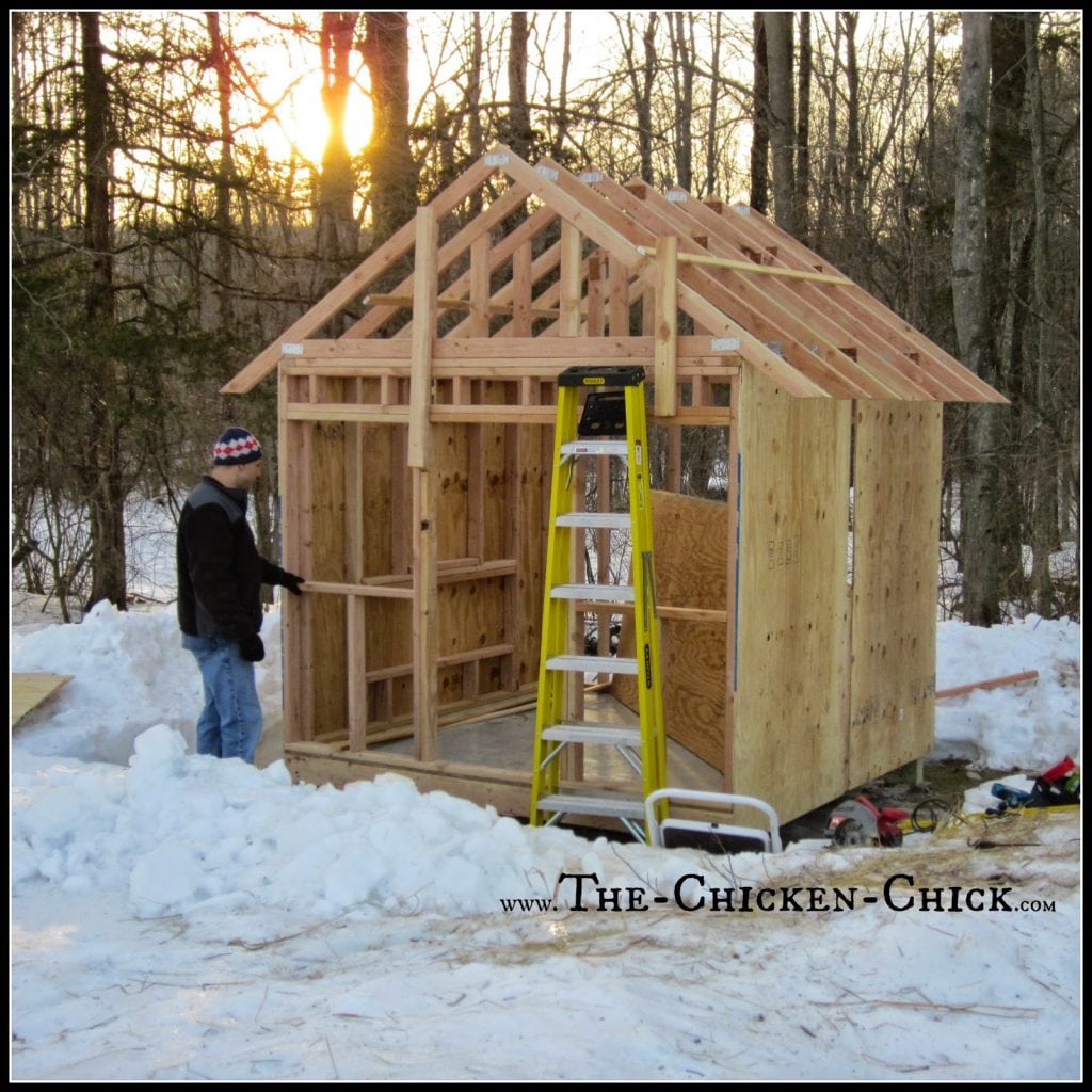 Allow at least 4 square feet per bird inside the coop. Plan a bigger coop than you think you need. Hear me now, believe me later: the coop should be twice the size of the anticipated need. Planning 6 chickens now? Build the coop for at least 12. There will be personnel additions to the flock! 