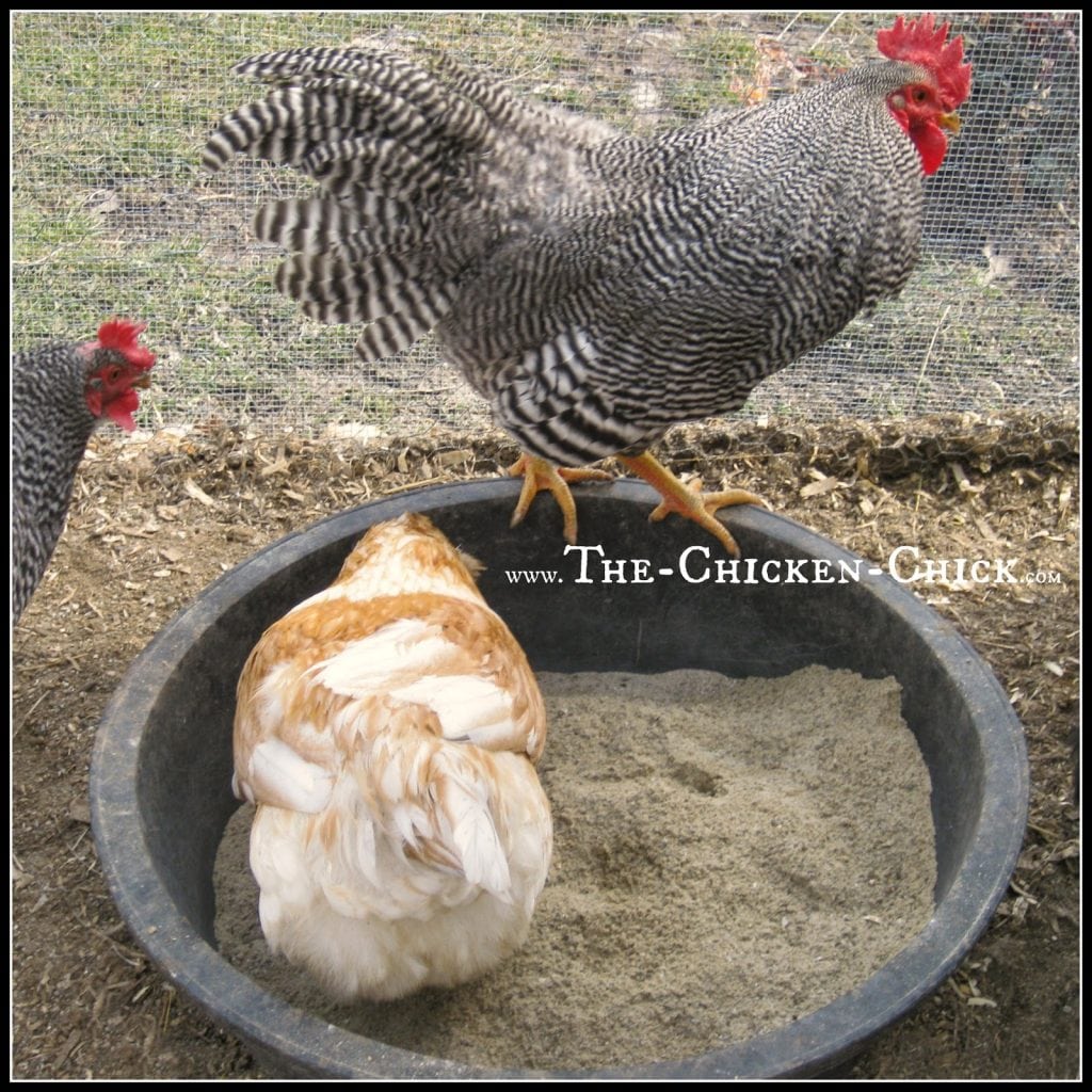 Supply dust bathing areas for chickens at all times. Sand or plain ol