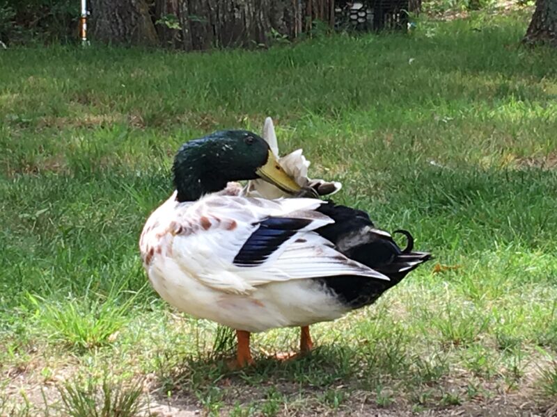 Duck Behavior