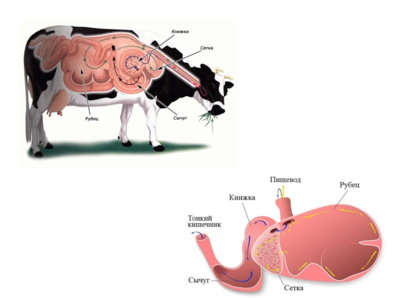 Коровий желудок