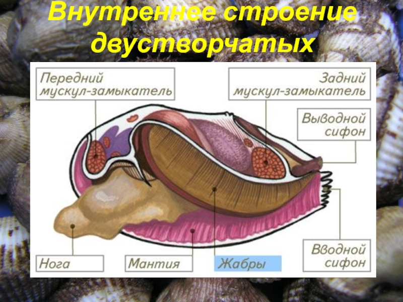 Тело двустворчатых моллюсков разделено на