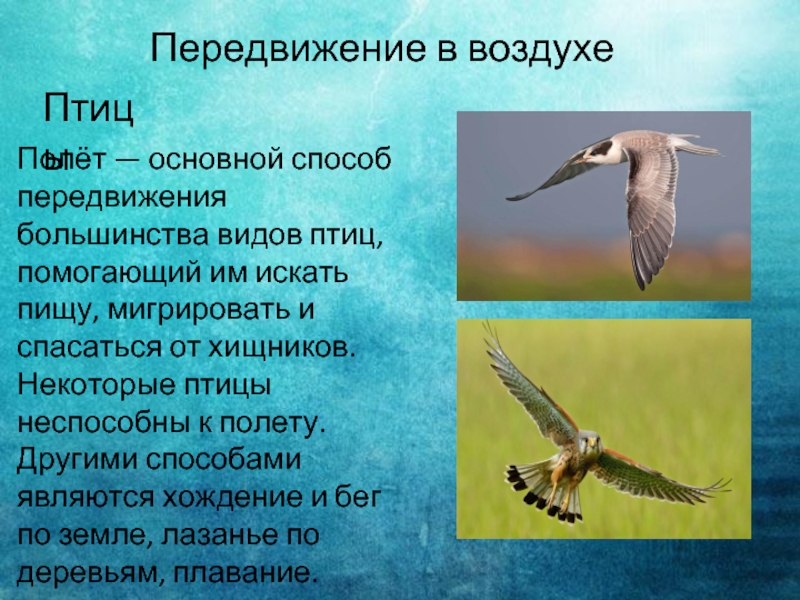 Методы полет птицы
