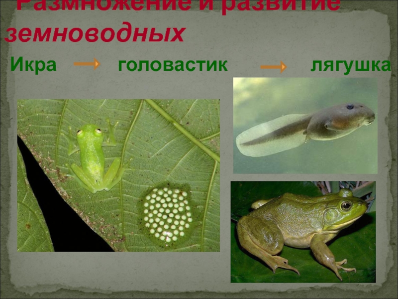 Форма тела головастика. Икринка головастик лягушка. Развитие земноводных. Головастик амфибий. Икринки земноводных.