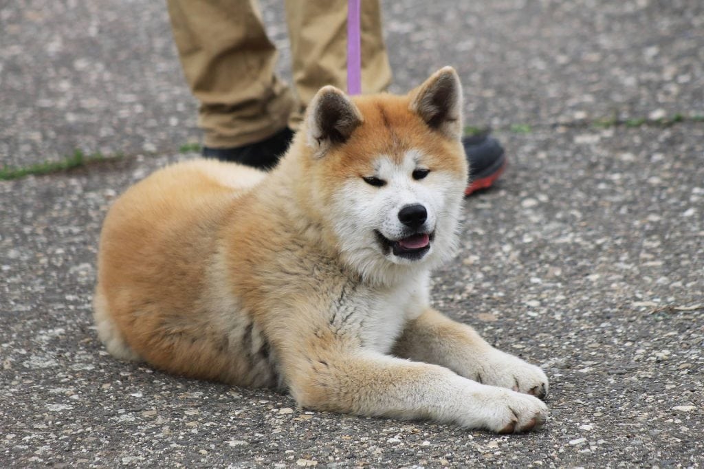 The Akita Inu has a long history of being a revered dog breed in Japan.