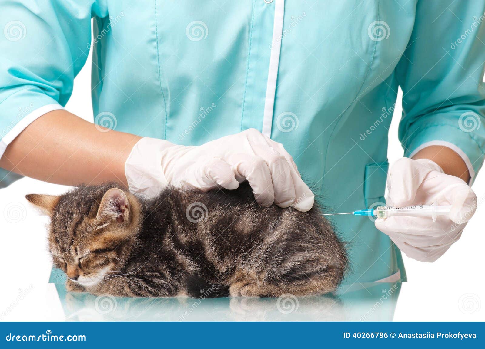Как сделать коту клизму: Как правильно ставить клизму коту и собаке