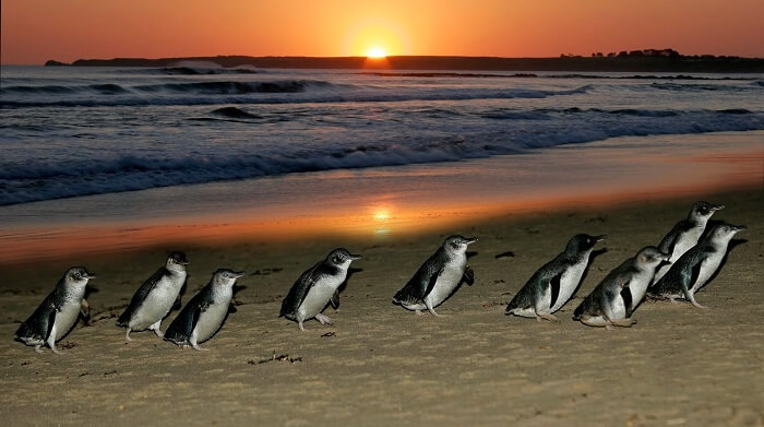 Penguins On Phillip Island