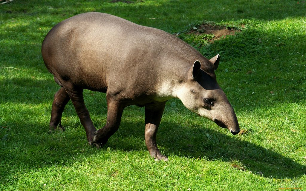 12_tapir