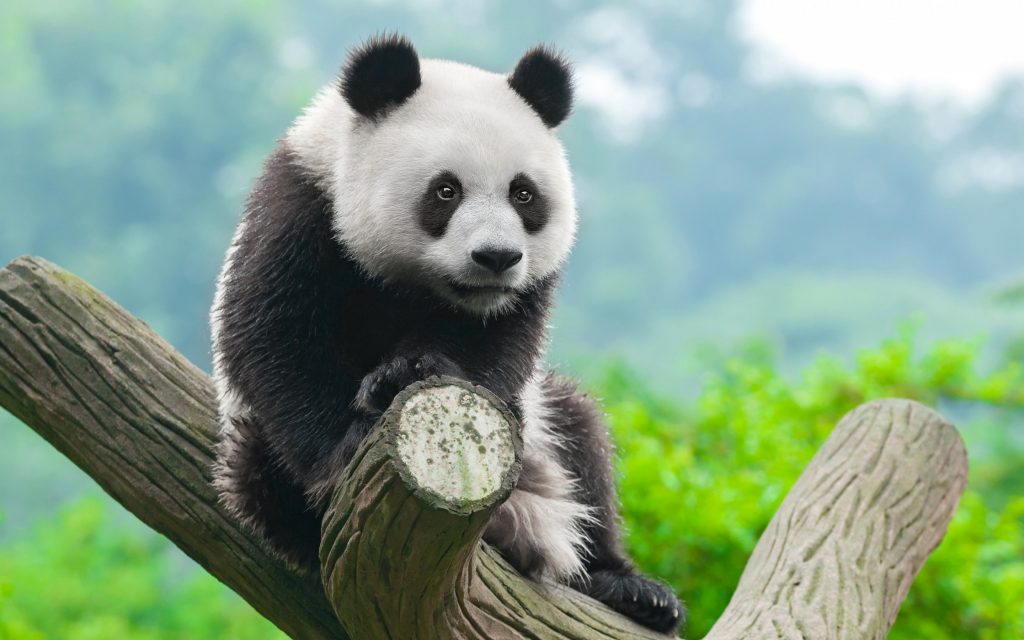 17_bolshaya-panda