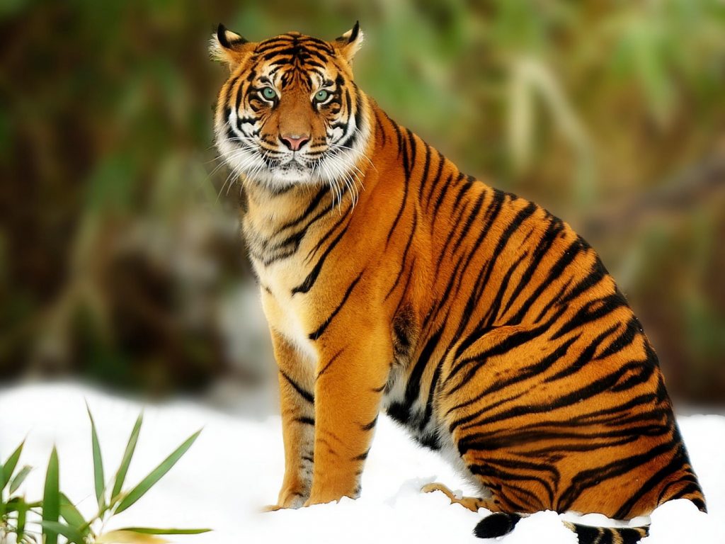 2_sumatranskij-tigr