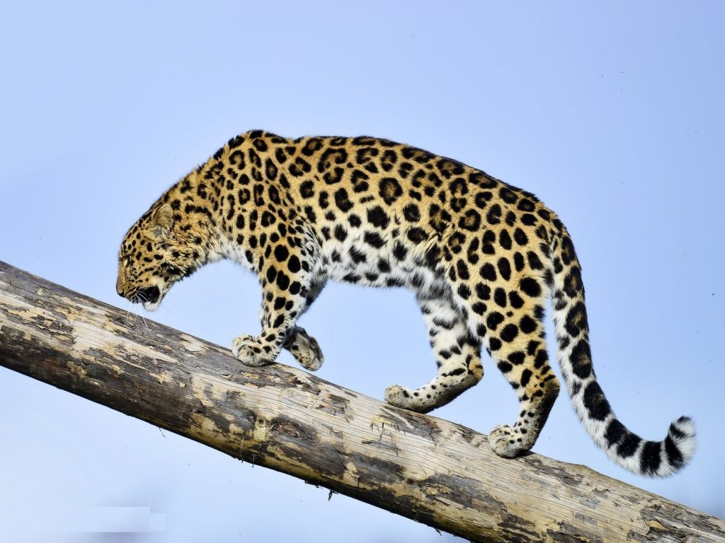 7_amurskij-leopard