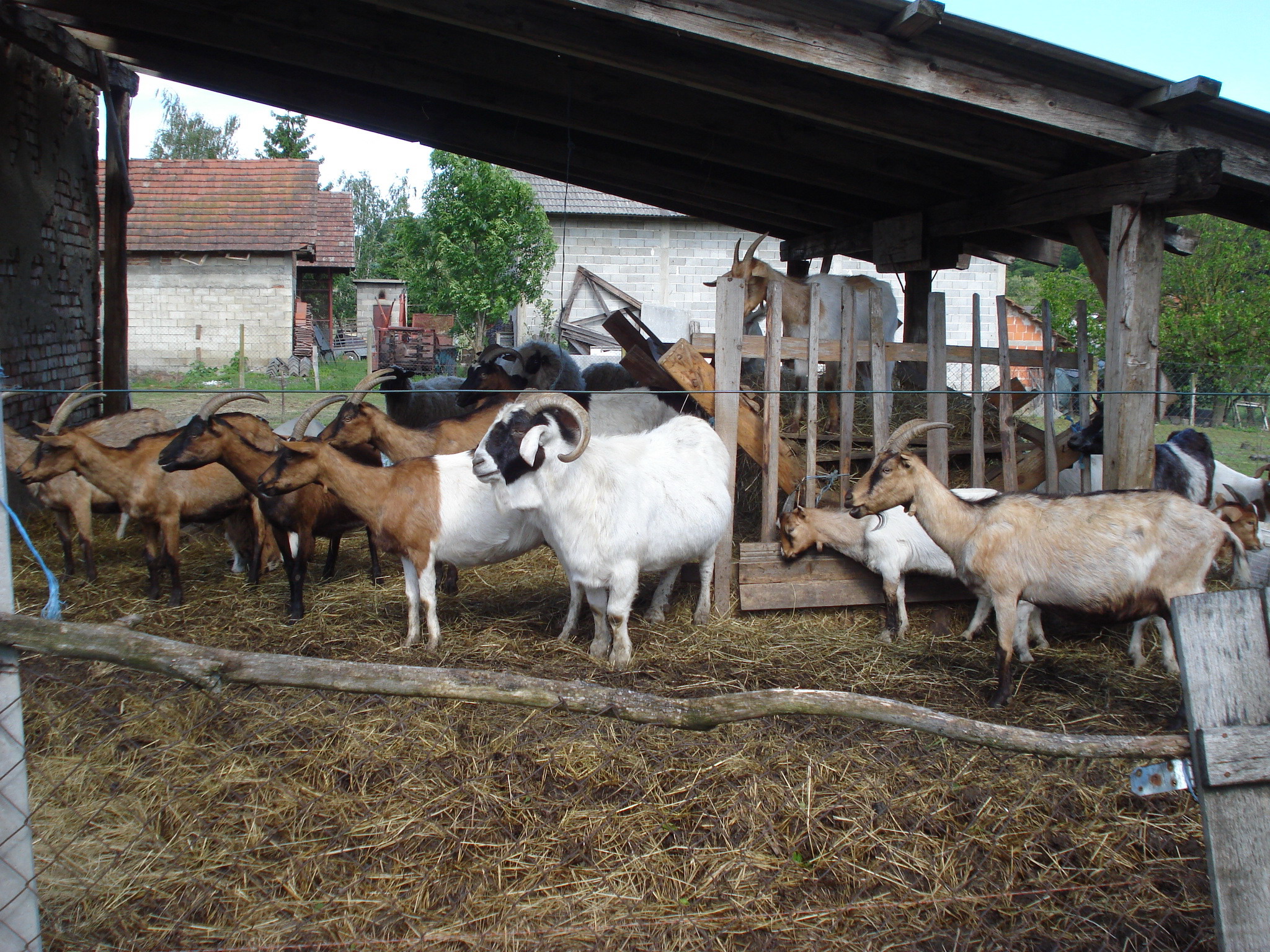 Коза в домашних условиях для начинающих. Животноводство козы. Разведение коз. Козья ферма. Козы в домашнем хозяйстве.