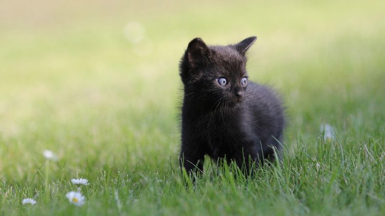 Черный котенок с голубыми глазами