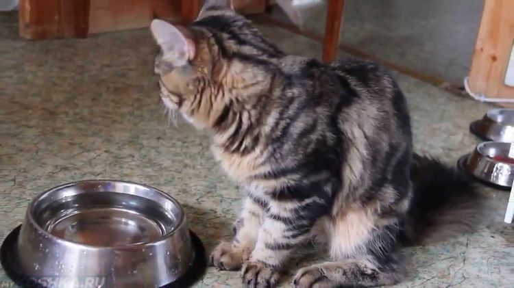 Кот возле миски с водой