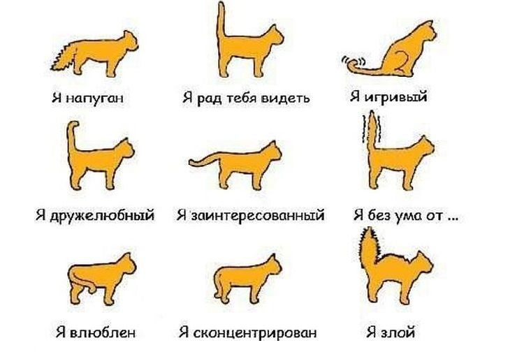 Настроение кошки в зависимости от положения хвоста