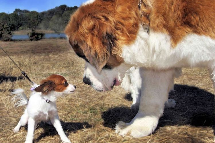 Большая и маленькая собаки