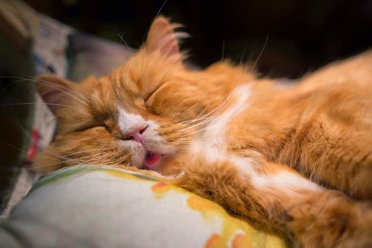 Рыжий кот спит высунув язык