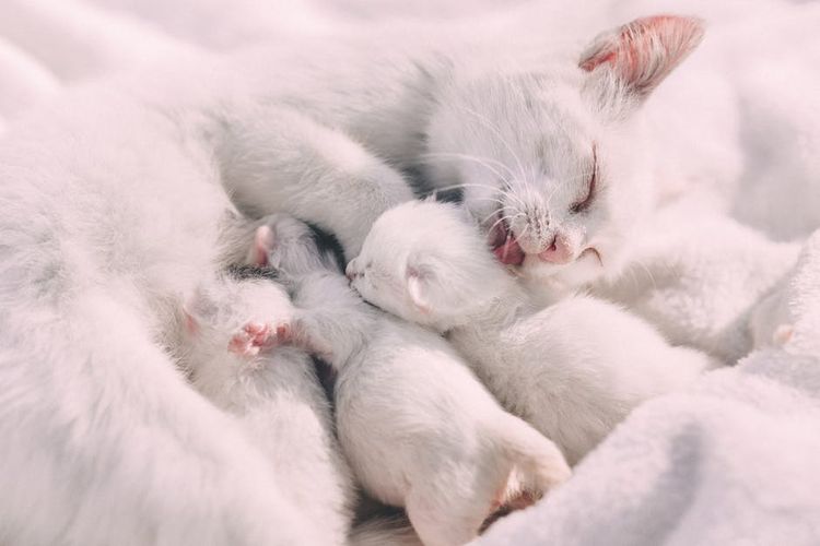 КОшка с новорожденными котятами