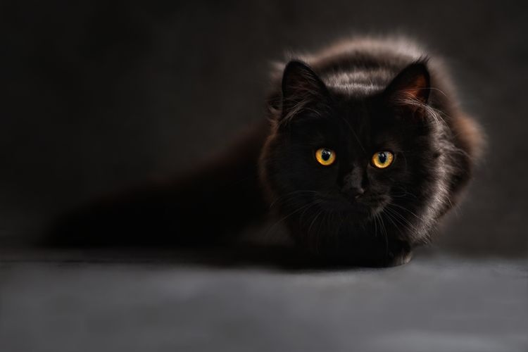 Кошка турецкая ангора фото черно белая