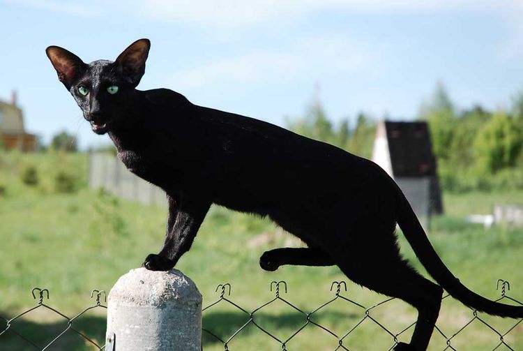 Ориентальная кошка черного цвета