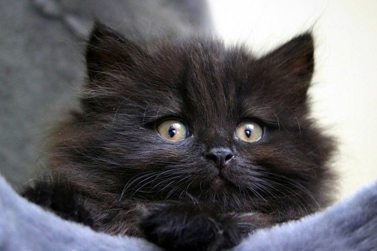 Черный сибирский котенок