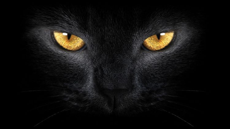 Черная кошка в темноте