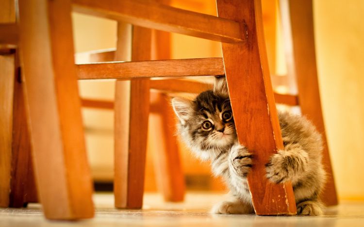 Котенок прячется за ножкой стула