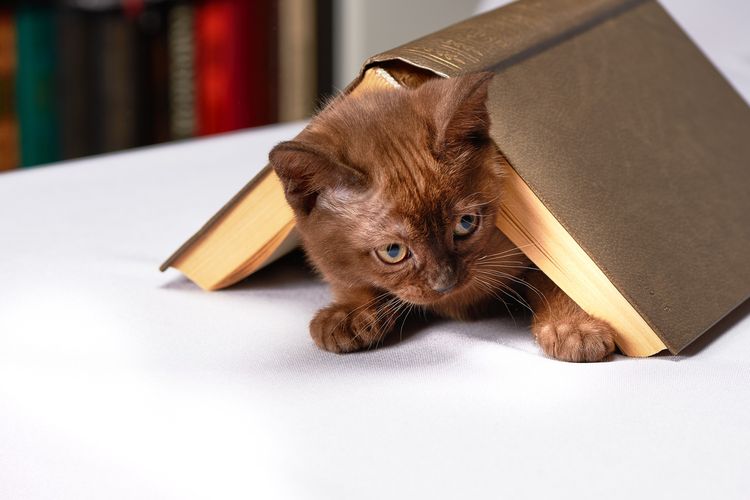 Котенок под книгой
