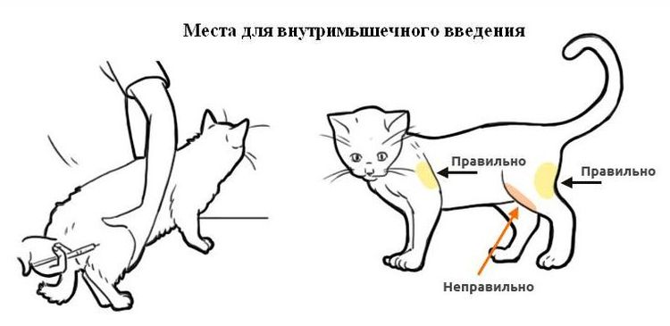 Места, куда можно ставить внутримышечный укол коту