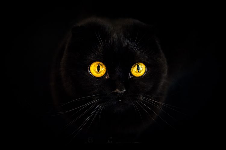 У кошки глаза светятся в темноте