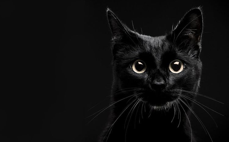 Видят ли кошки в темноте