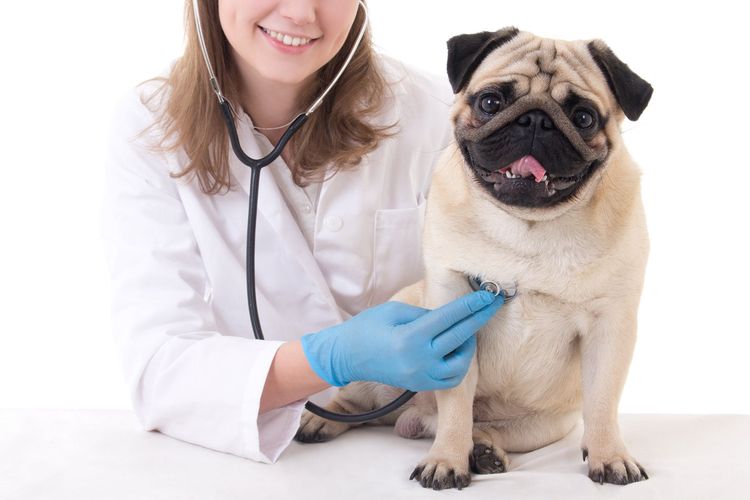 Собака на осмотре в ветеринарной клинике
